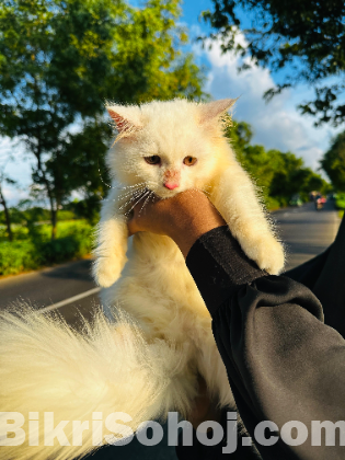 Traditional Persian kitten